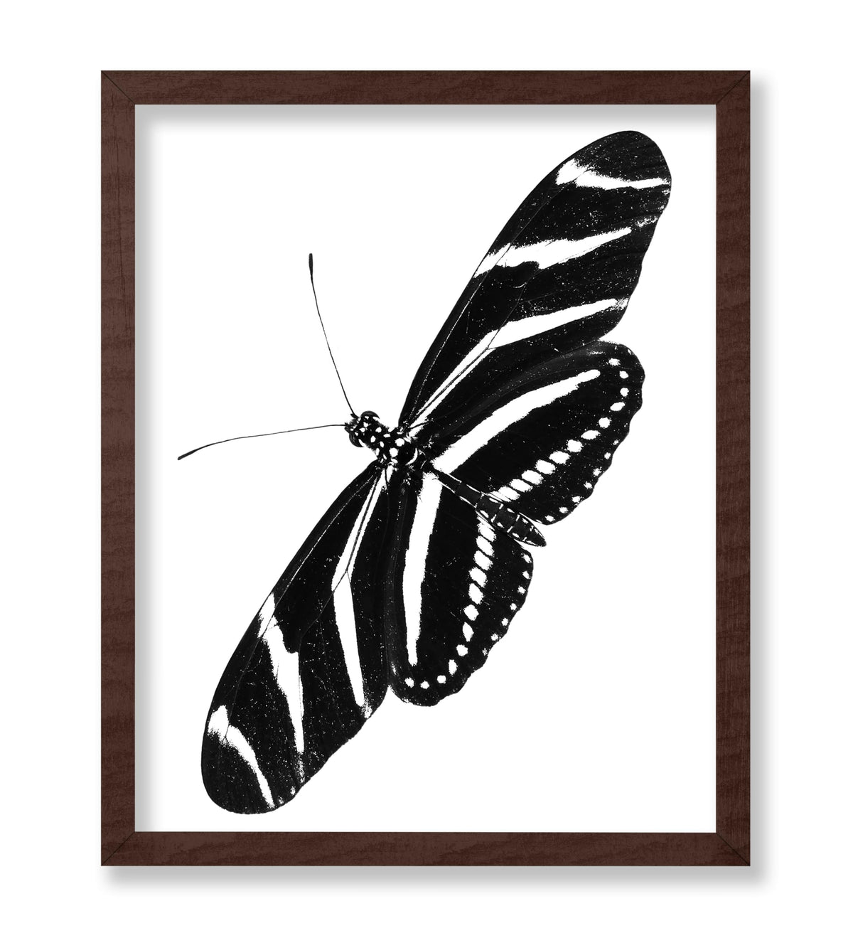 Zebra Longwing Butterfly