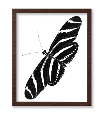 Zebra Longwing Butterfly