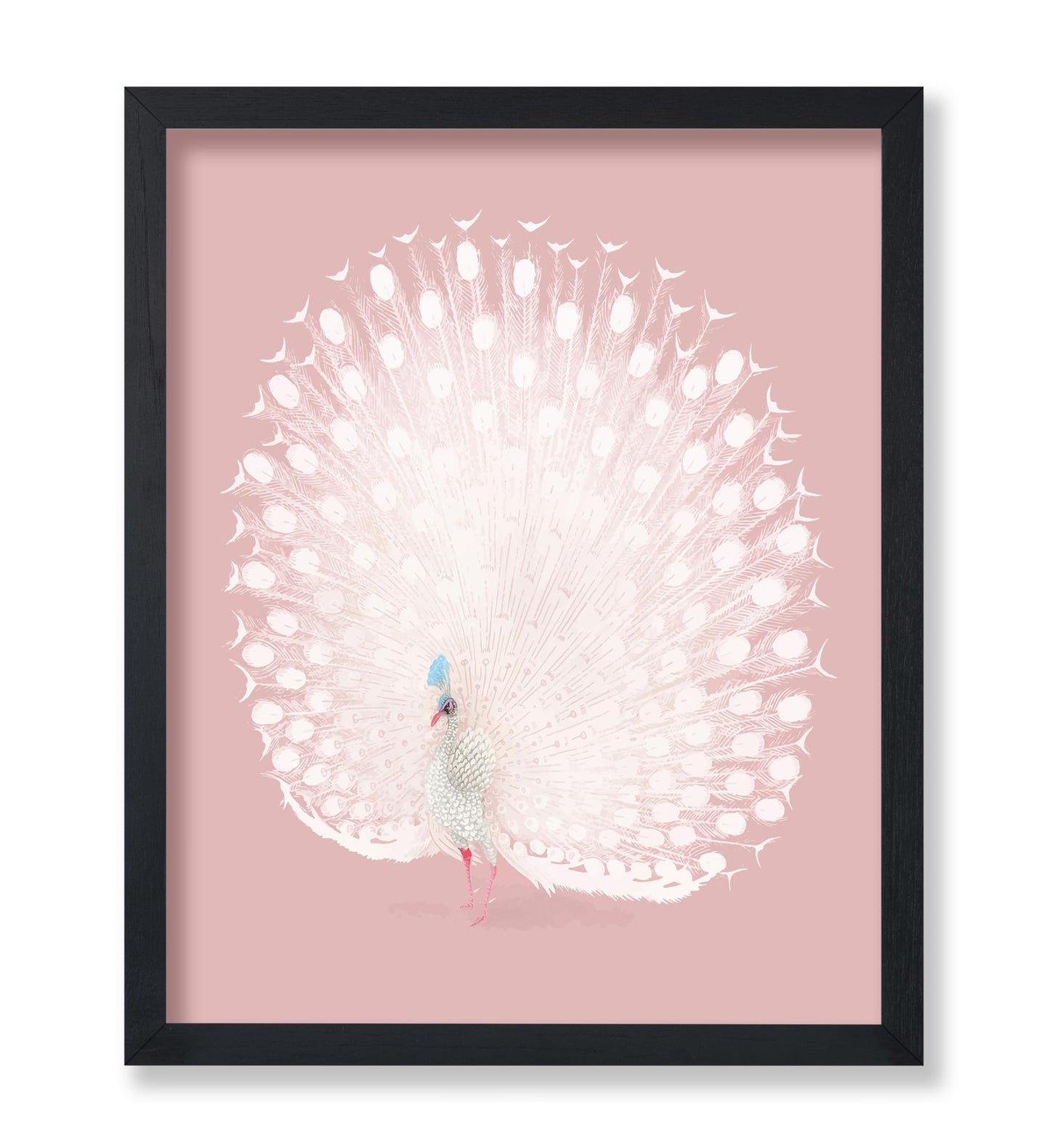 White Peacock