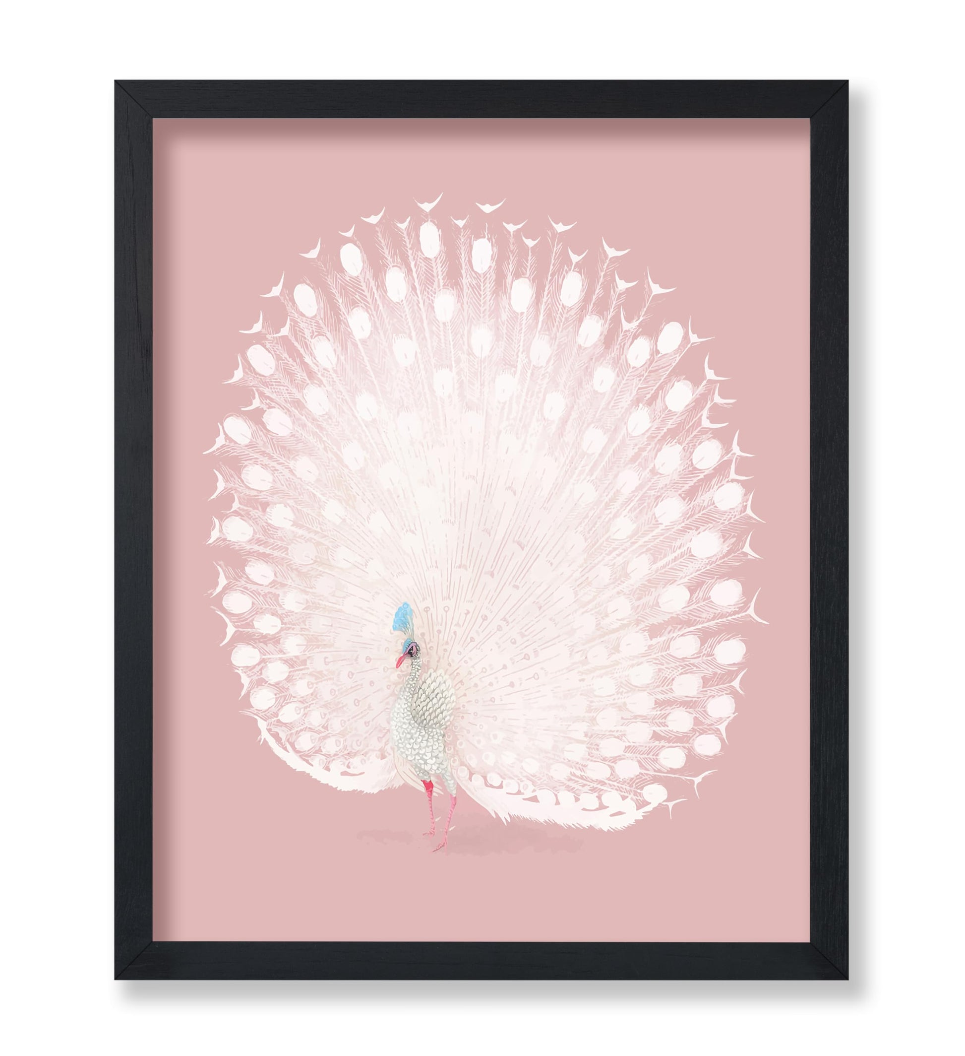 White Peacock