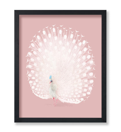 White Peacock
