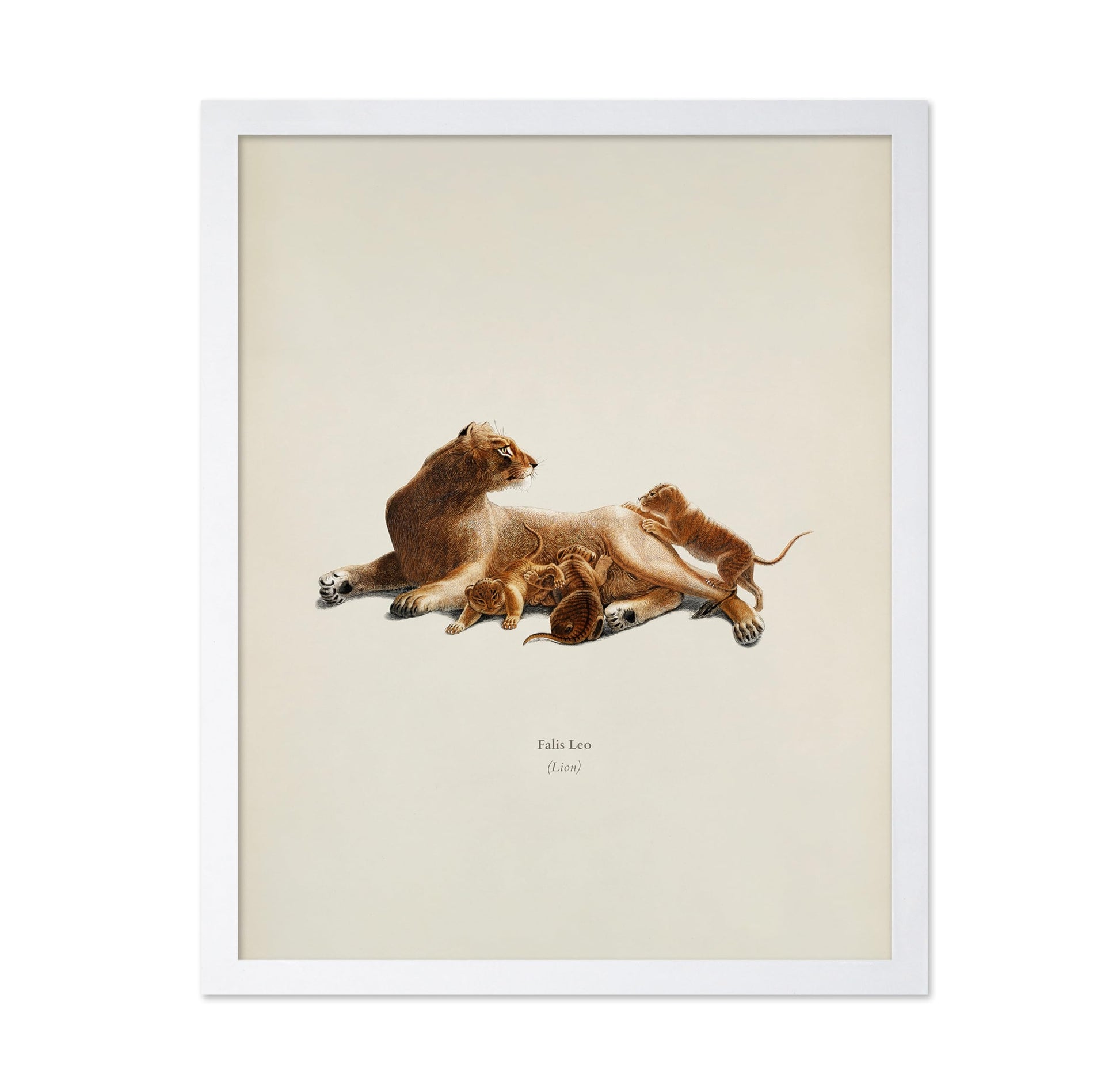 Lion & Cub
