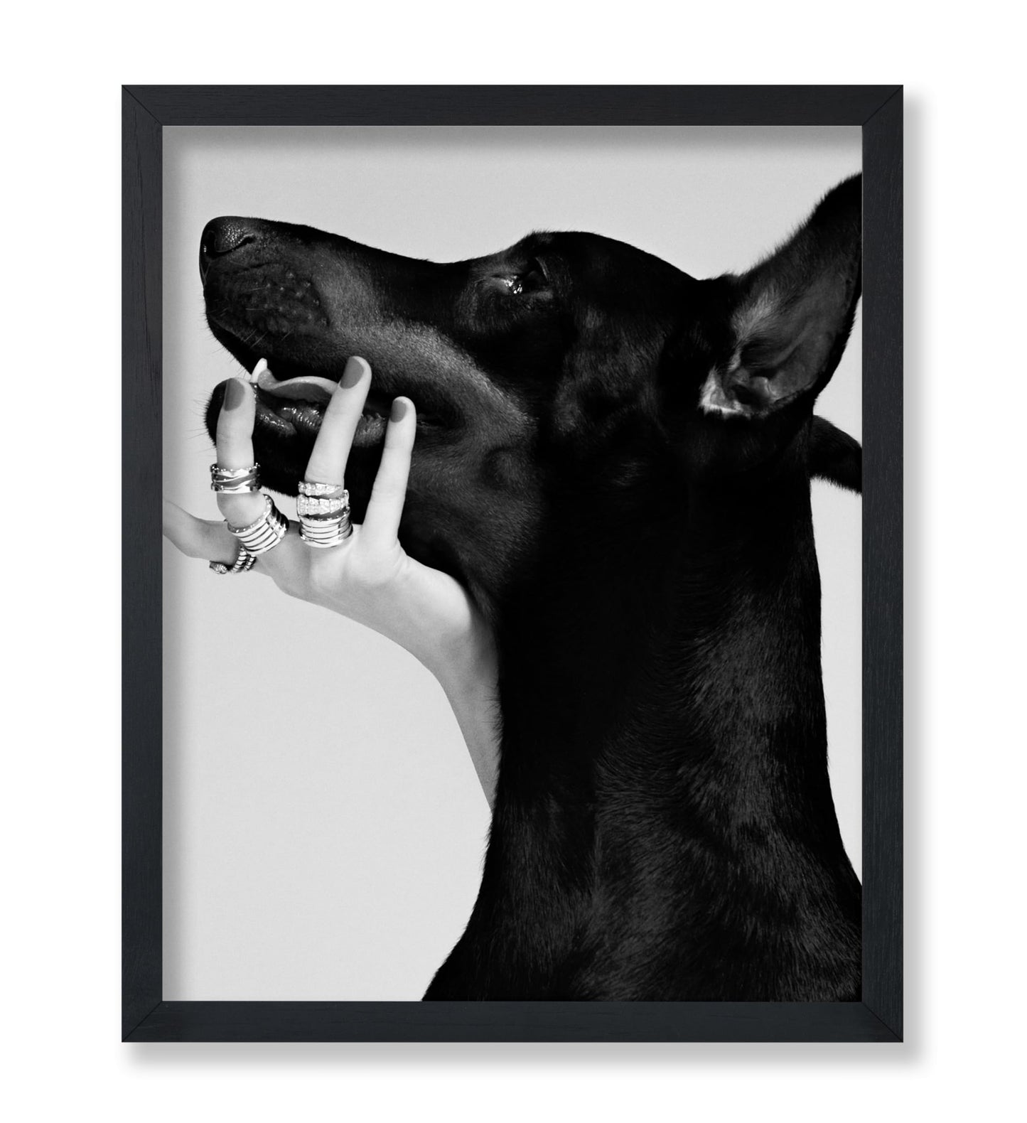 Black Dobermann