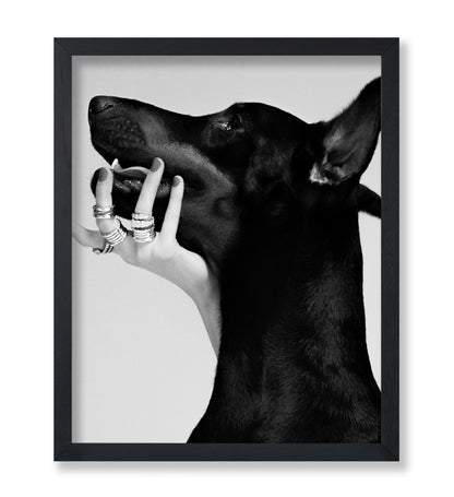 Black Dobermann