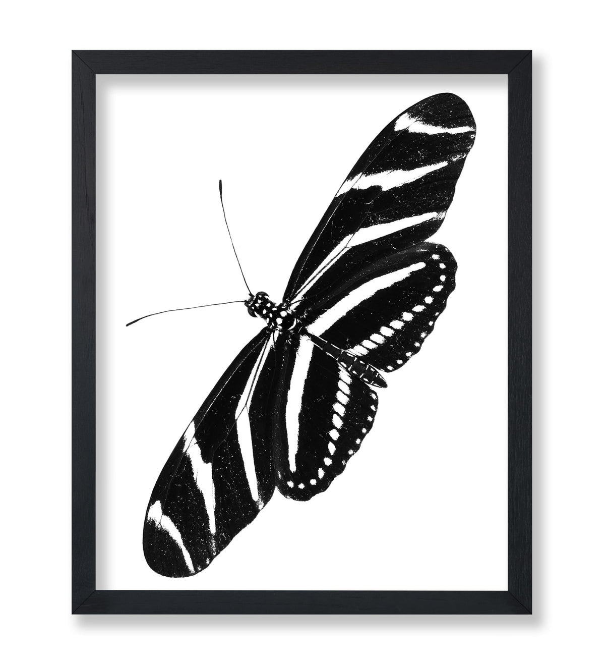 Zebra Longwing Butterfly