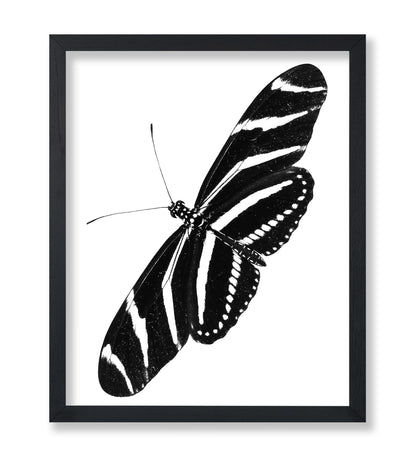 Zebra Longwing Butterfly