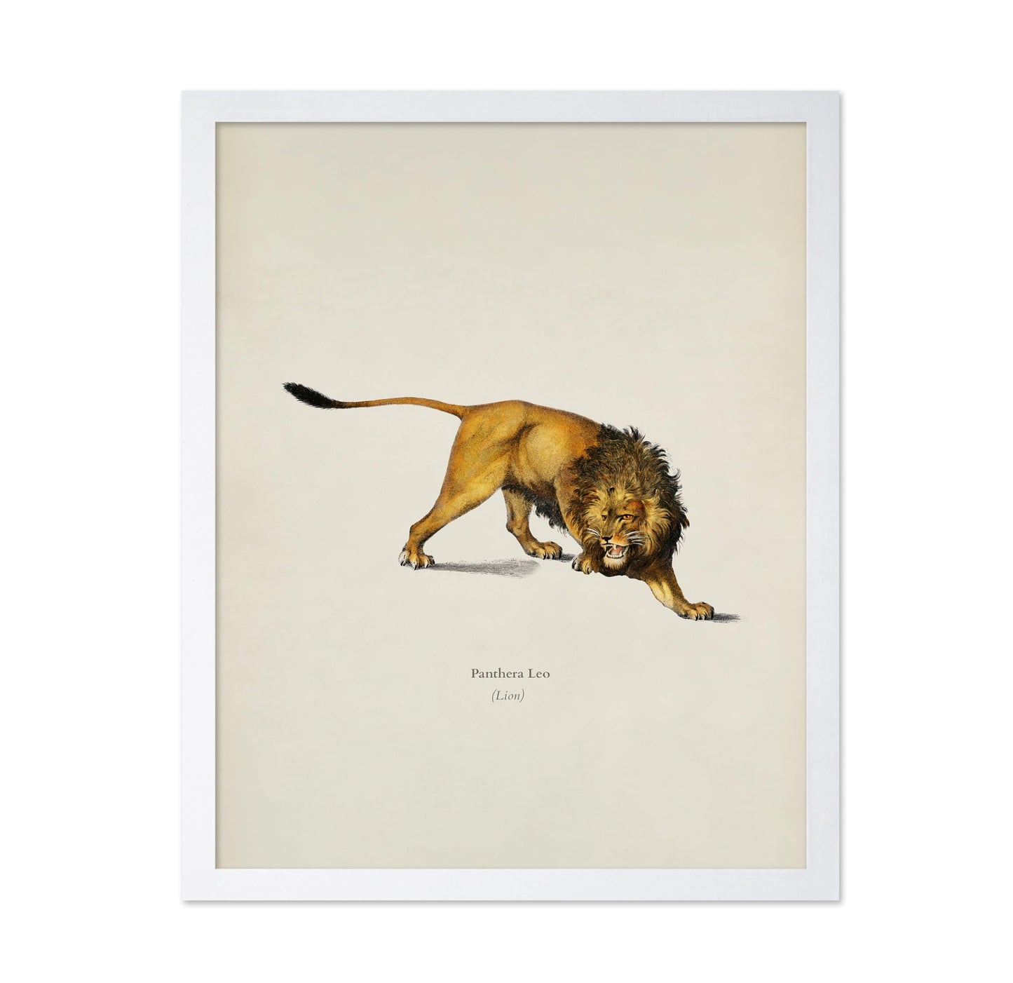 Lion Portrait