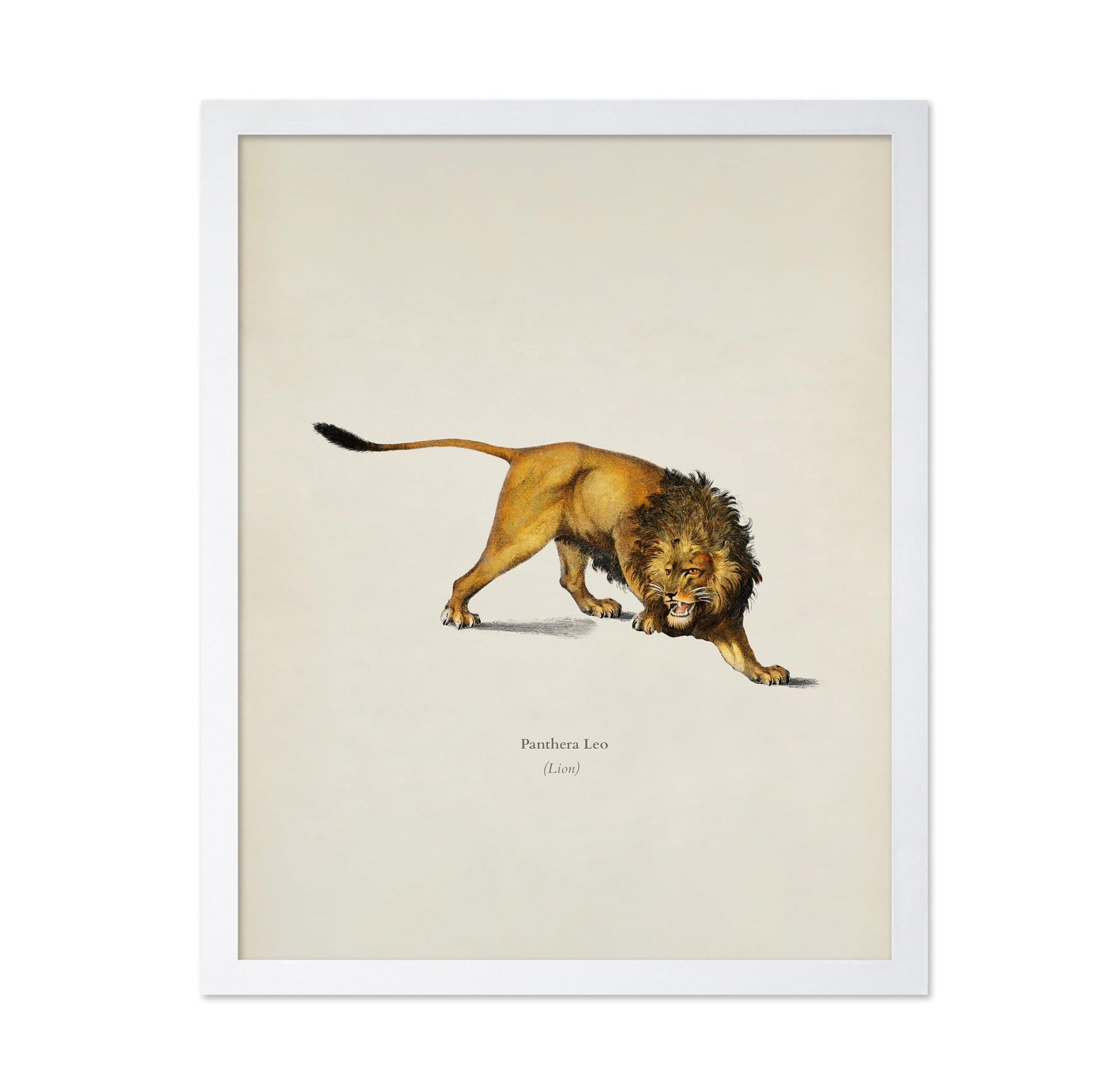 Lion Portrait