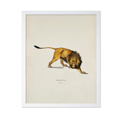 Lion Portrait