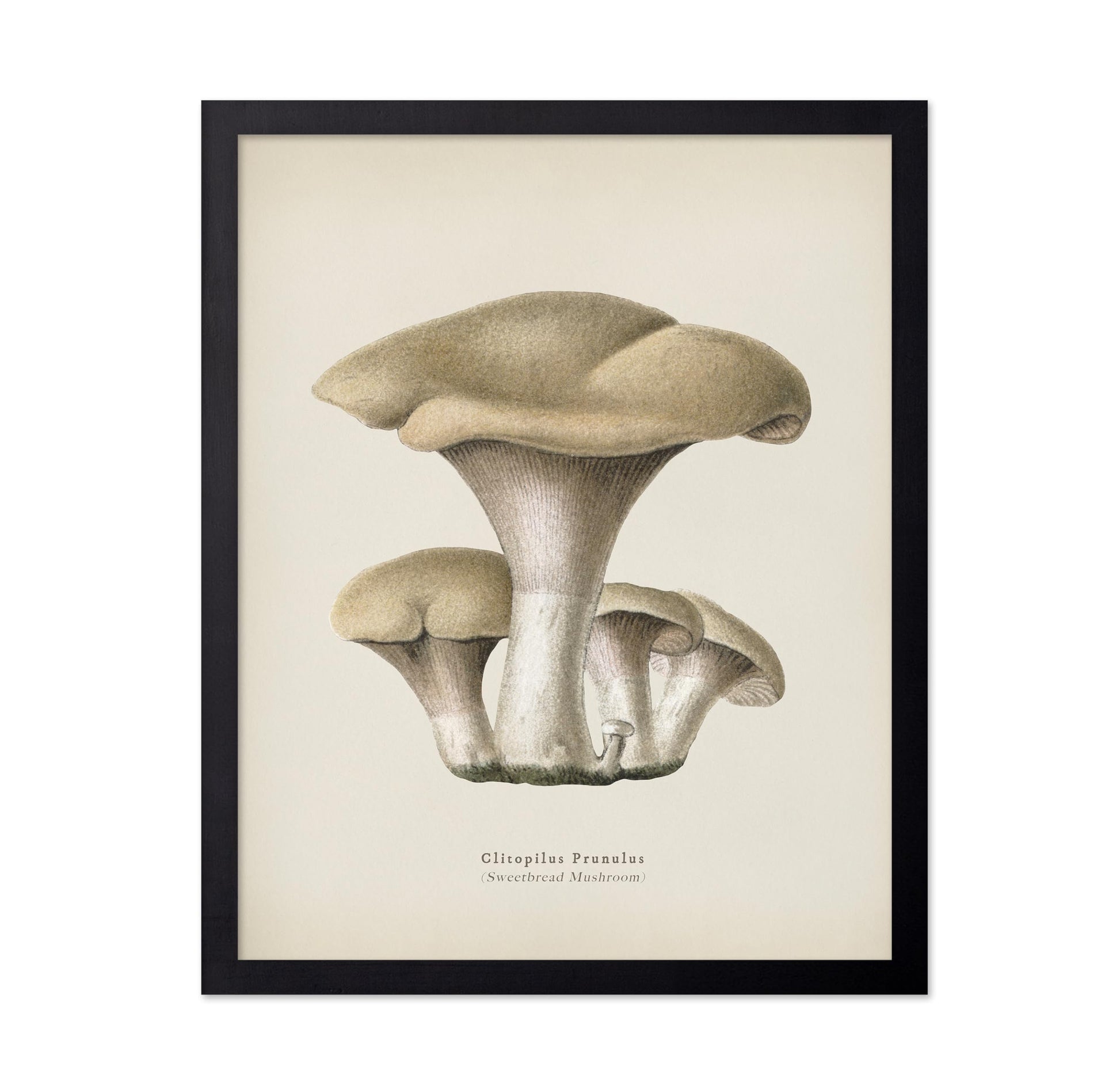 Sweetbread Mushroom