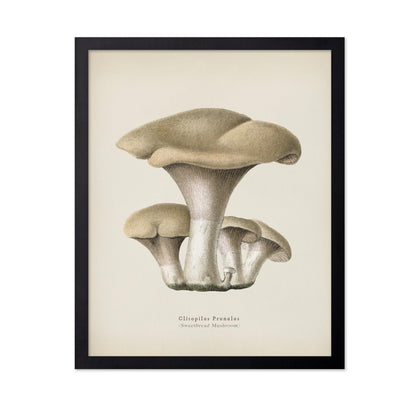 Sweetbread Mushroom