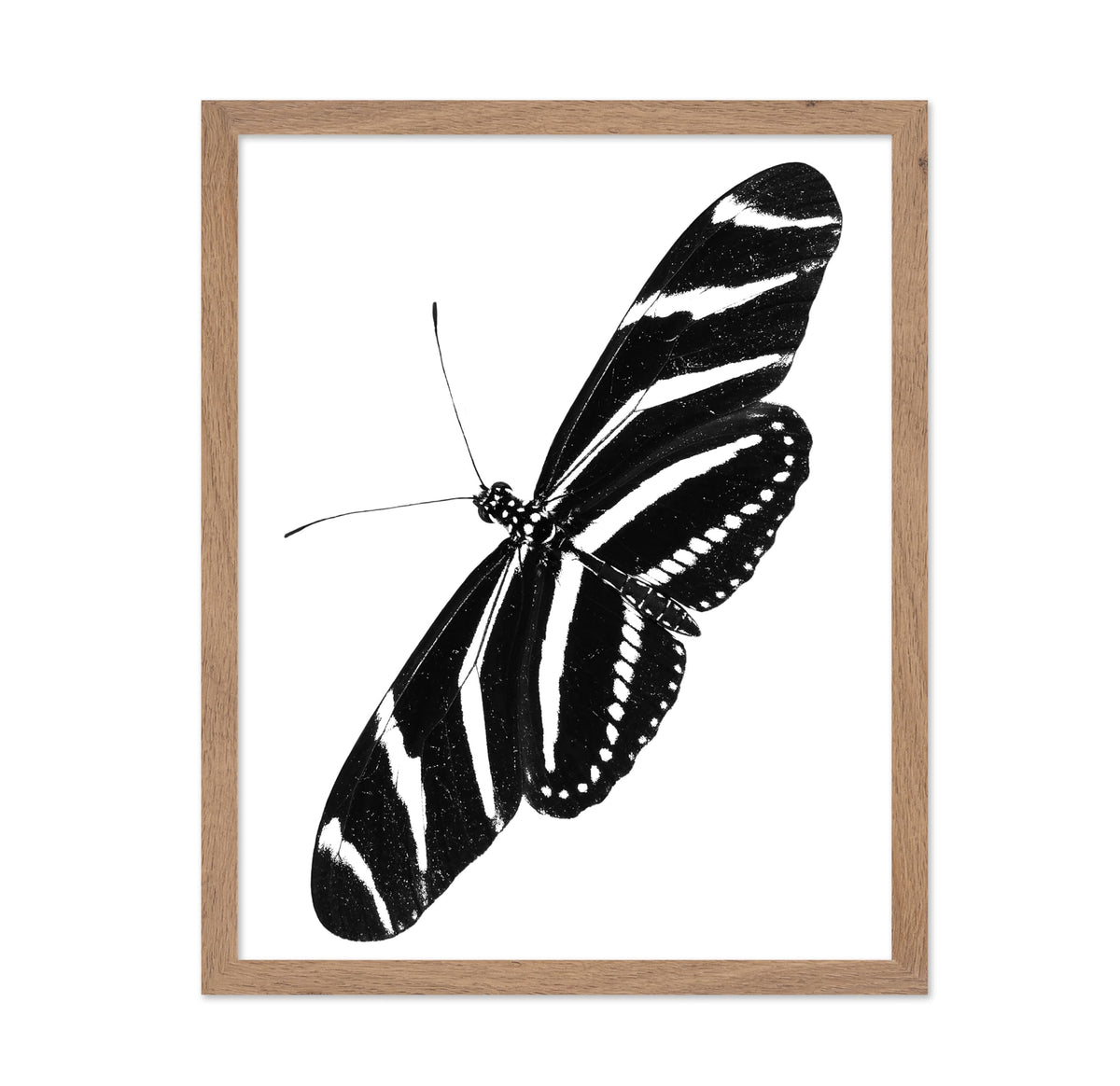 Zebra Longwing Butterfly