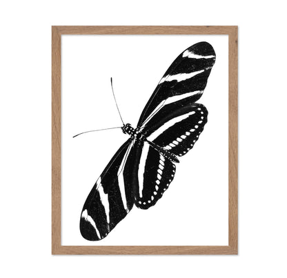 Zebra Longwing Butterfly