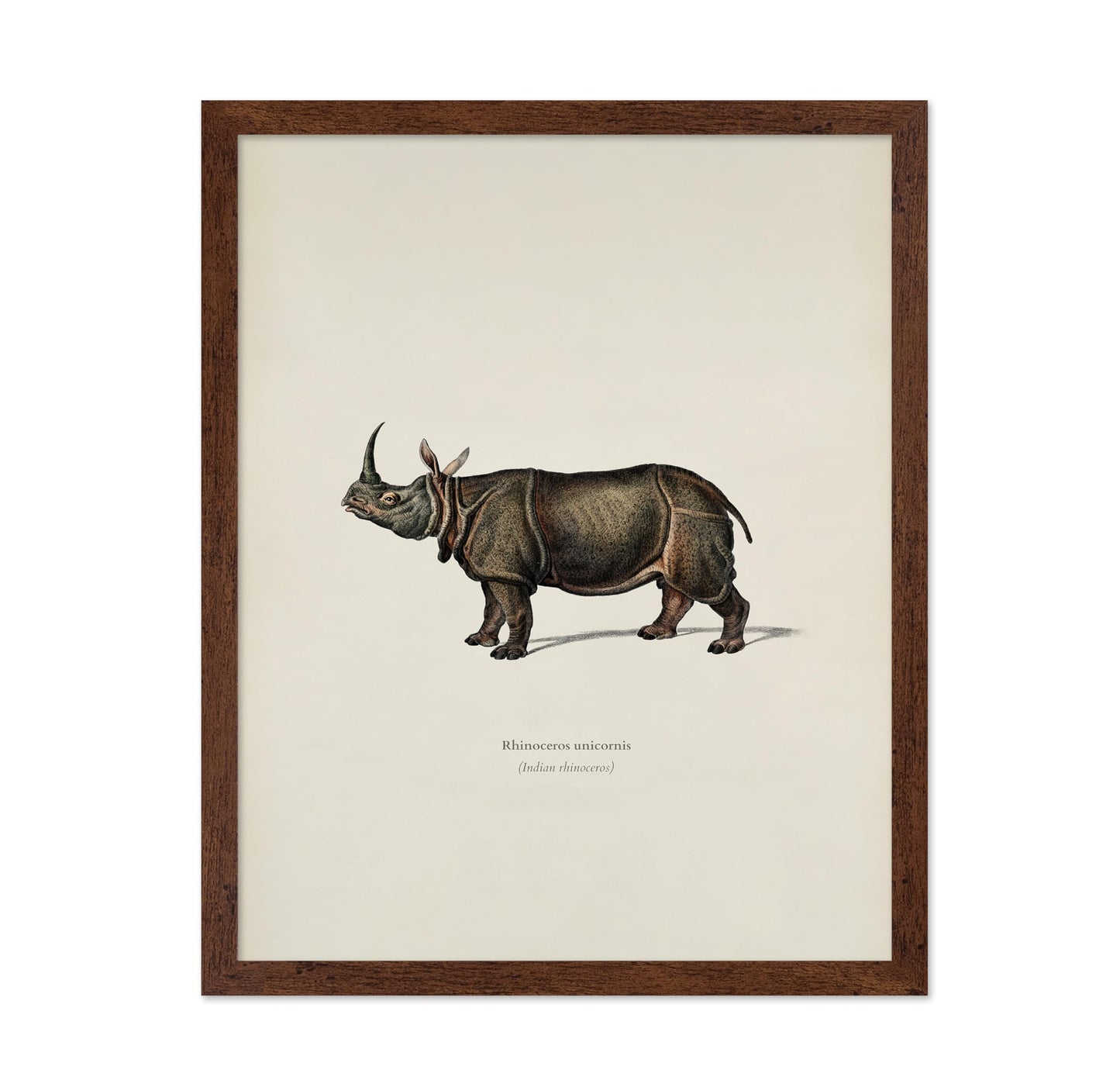 Indian Rhinoceros