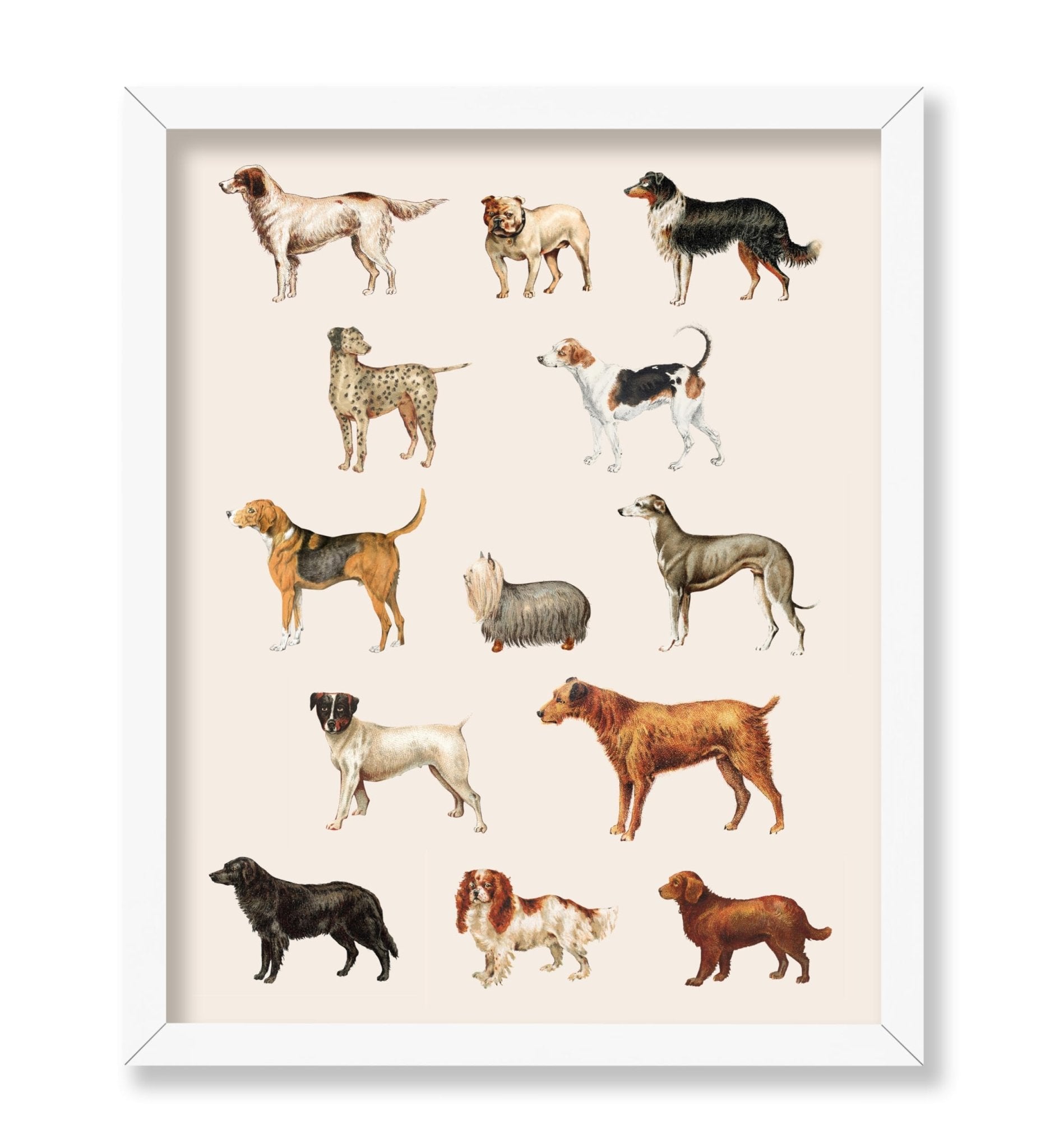 Dog Breeds