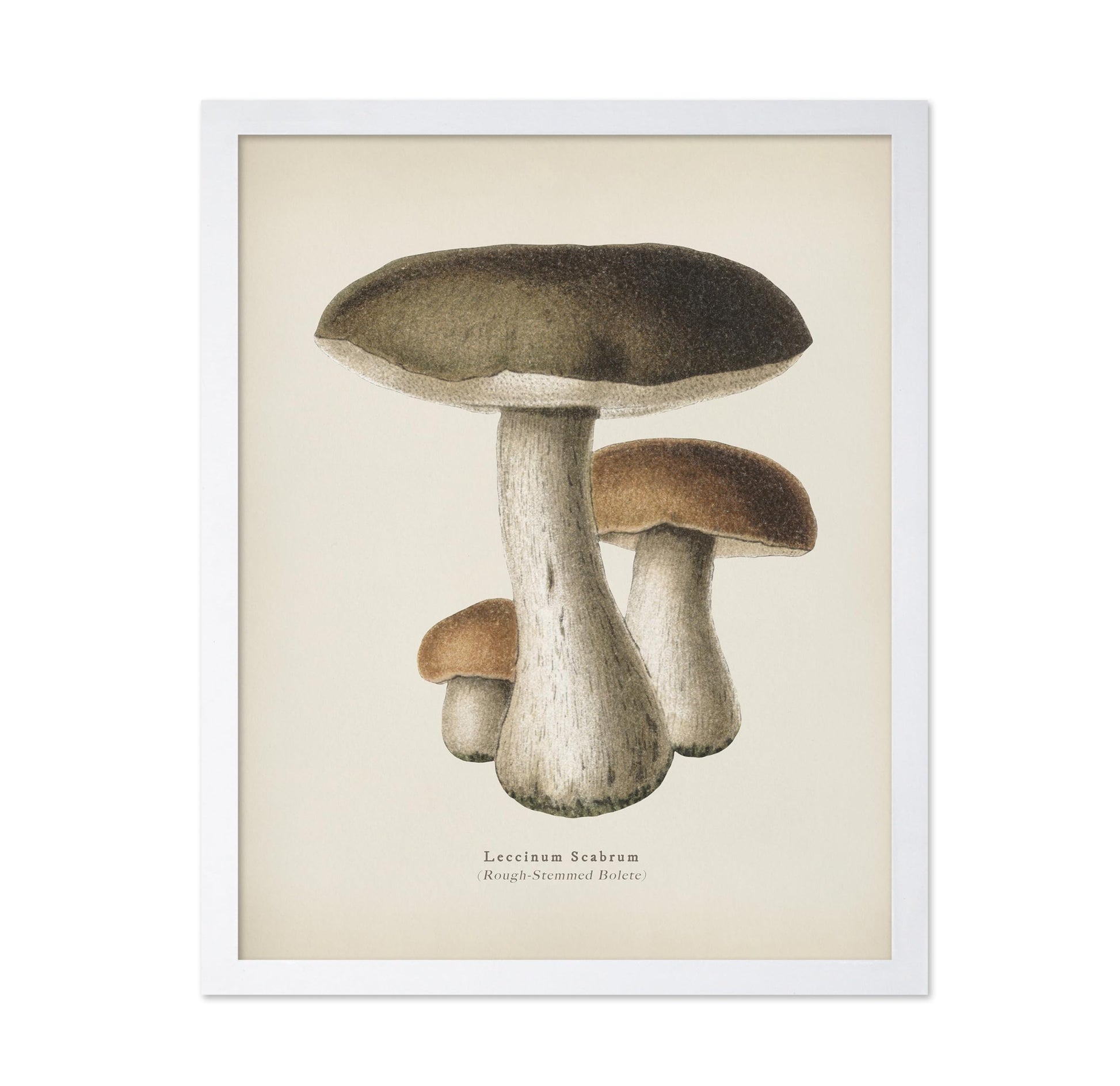 Rough-Stemmed Bolete