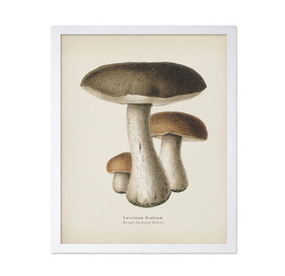Rough-Stemmed Bolete
