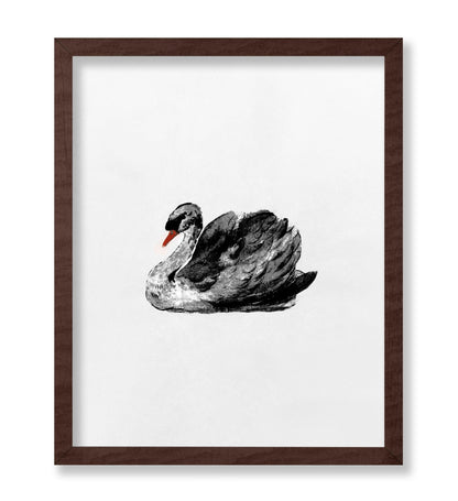 Swan Portrait No2