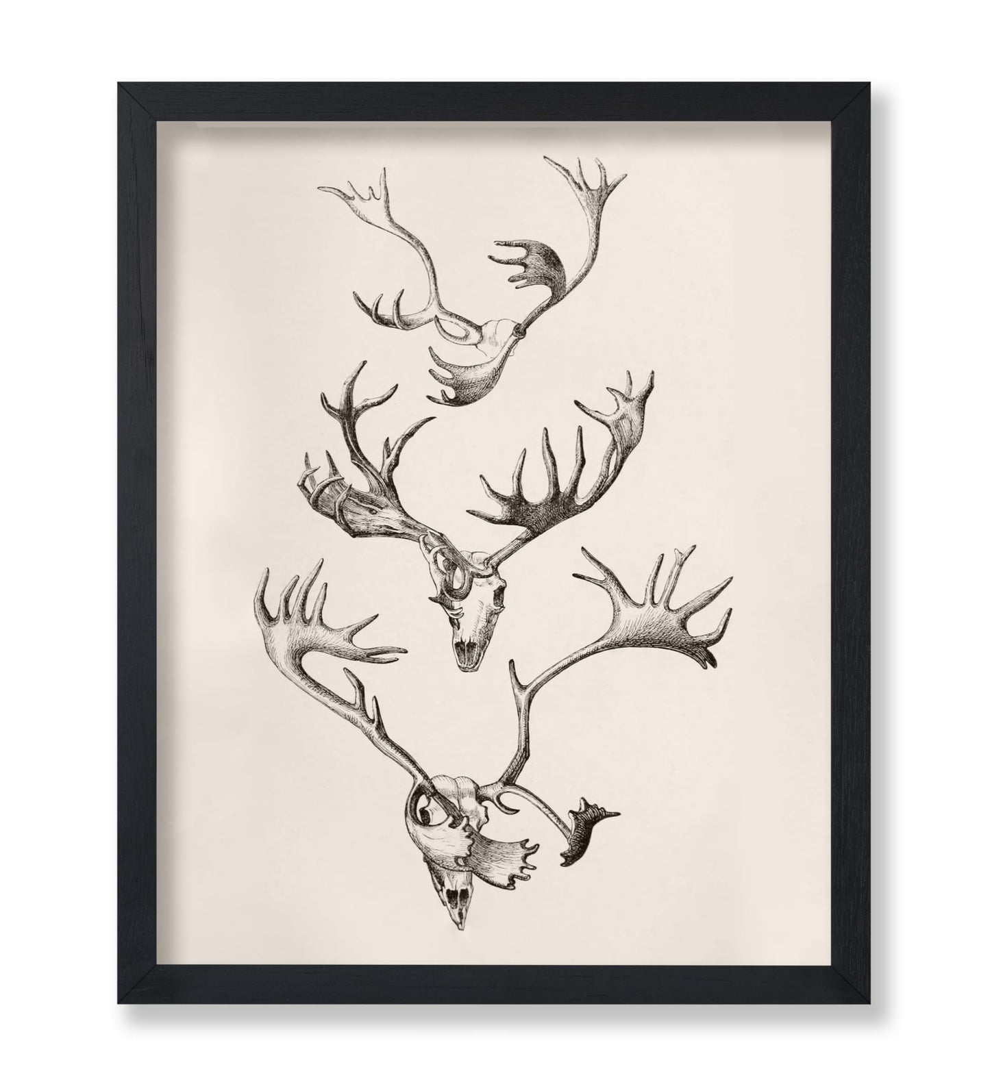 Skull and Antlers