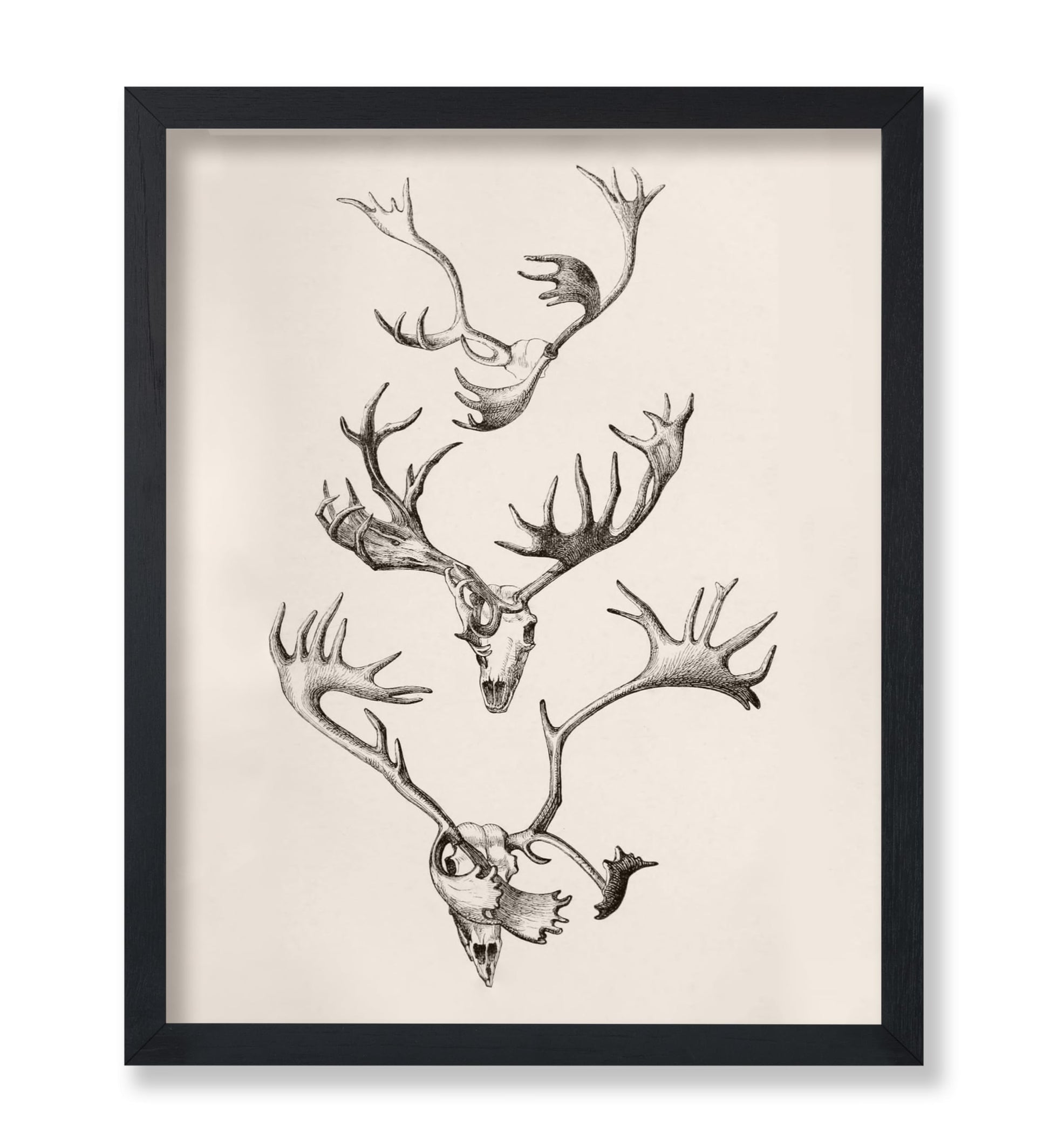 Skull and Antlers