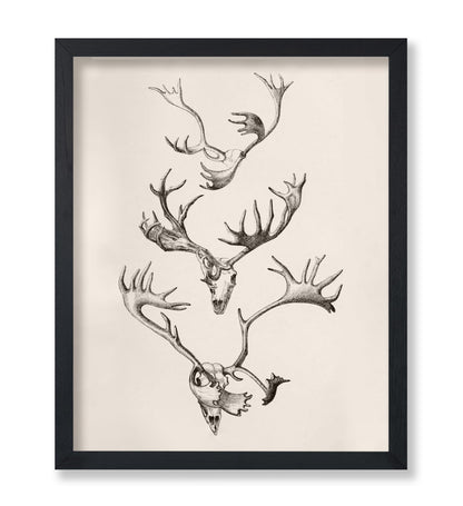 Skull and Antlers