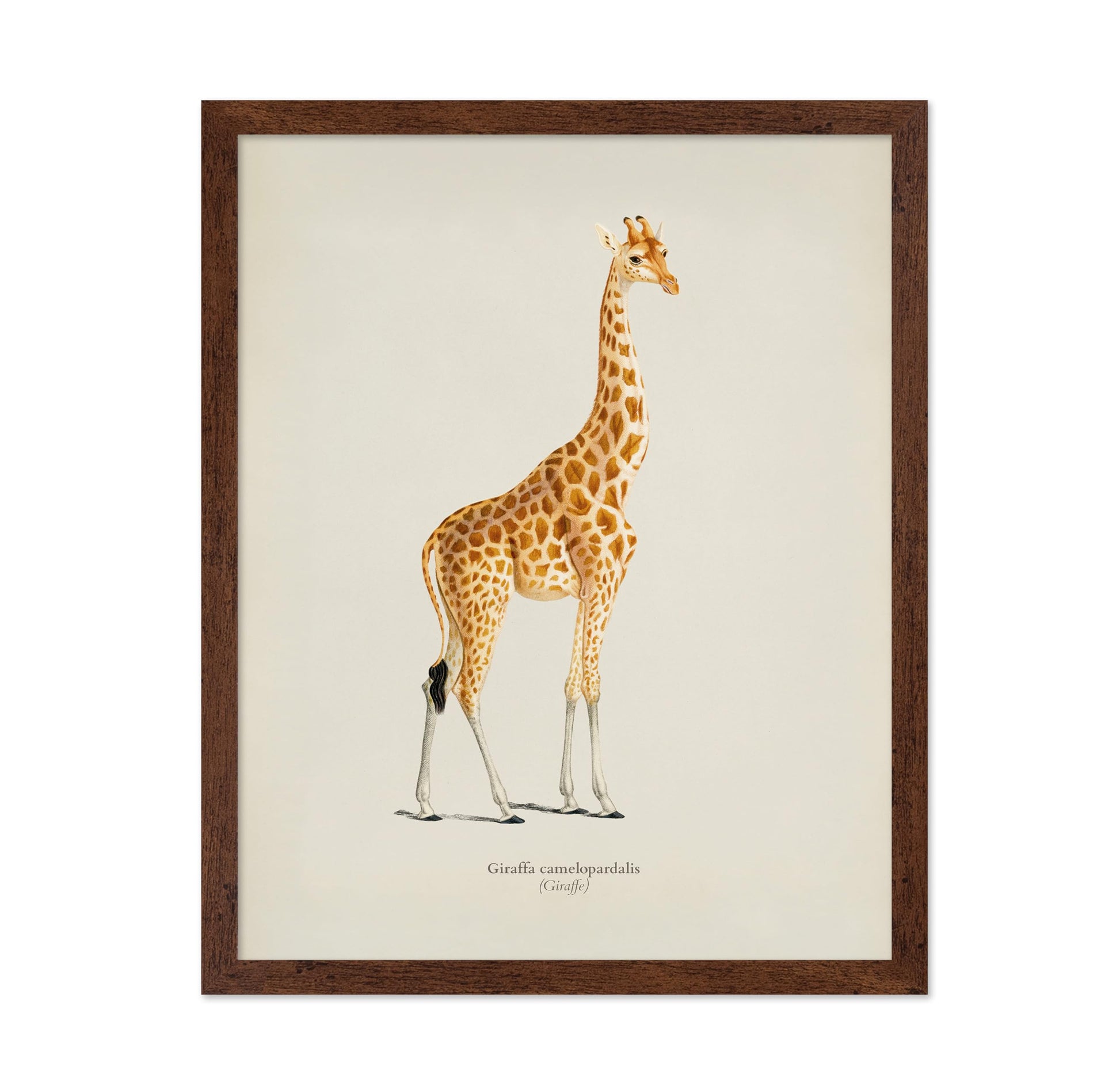 Giraffe Portrait No2