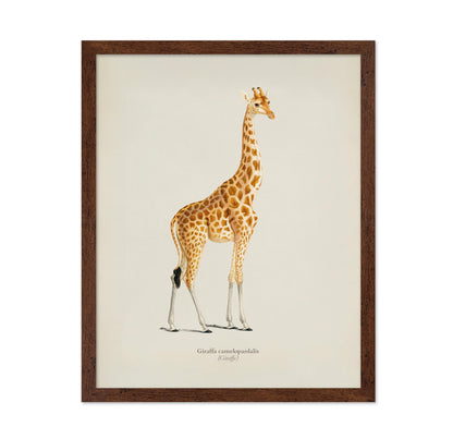 Giraffe Portrait No2