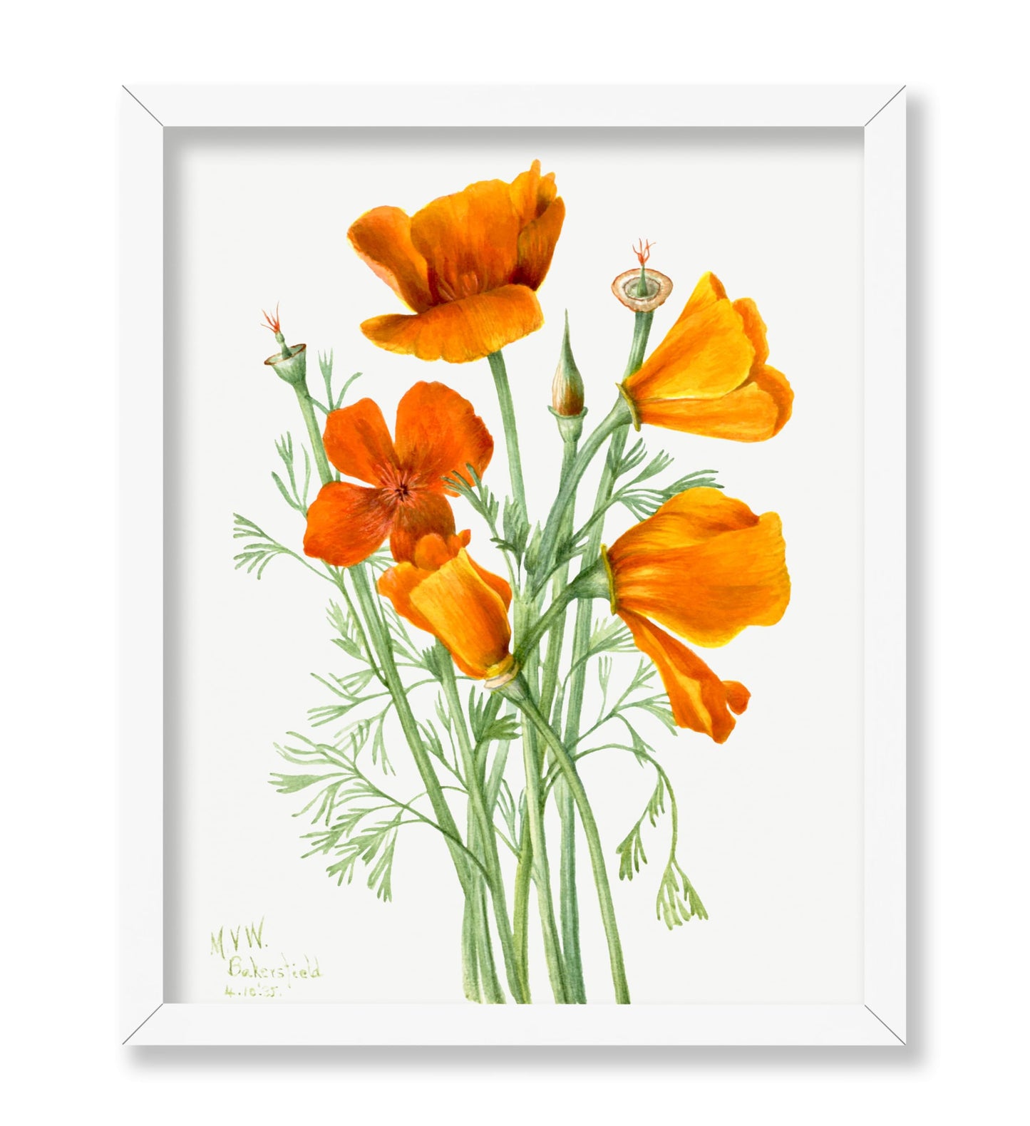 California Poppy