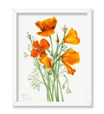 California Poppy