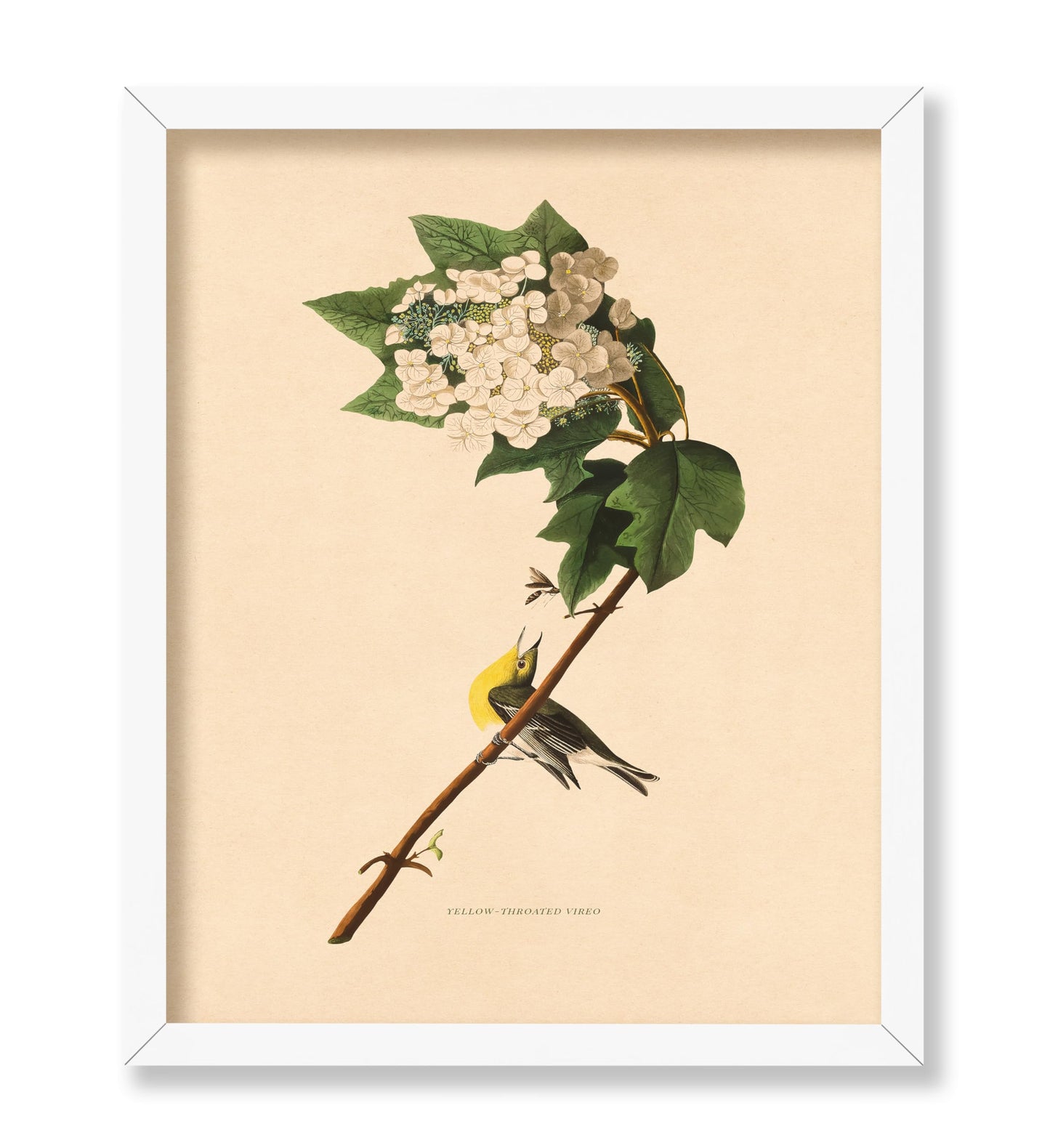 John James Audubon - Yellow-throated Vireo