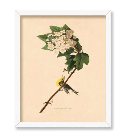 John James Audubon - Yellow-throated Vireo