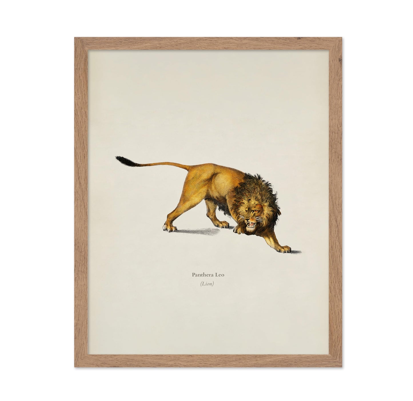 Lion Portrait