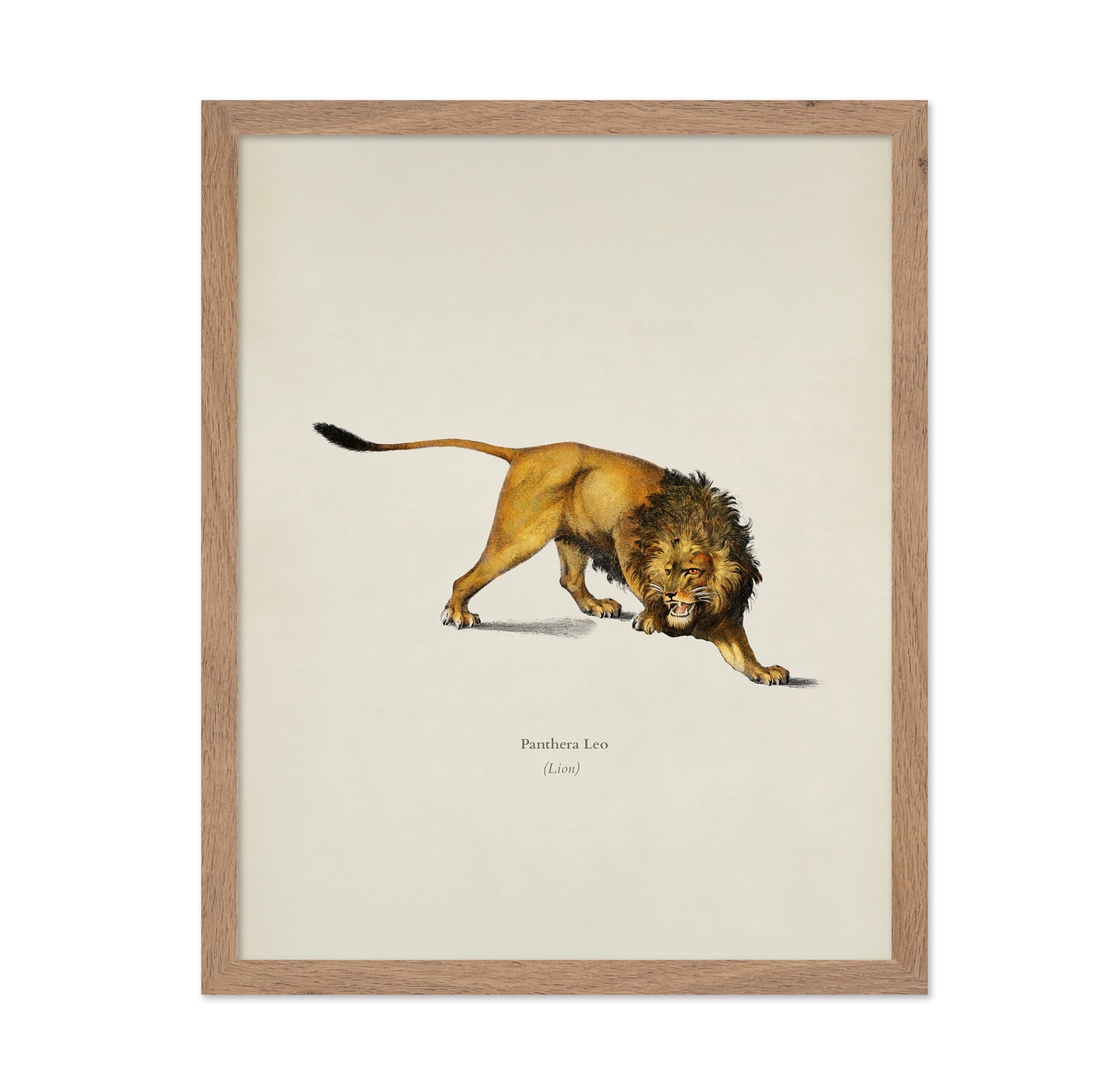 Lion Portrait