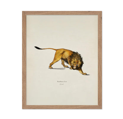 Lion Portrait