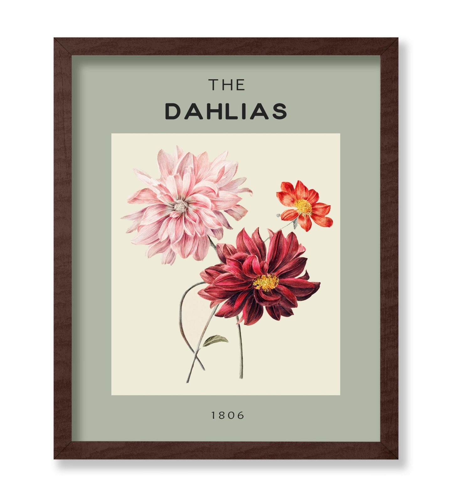 The Dahlias