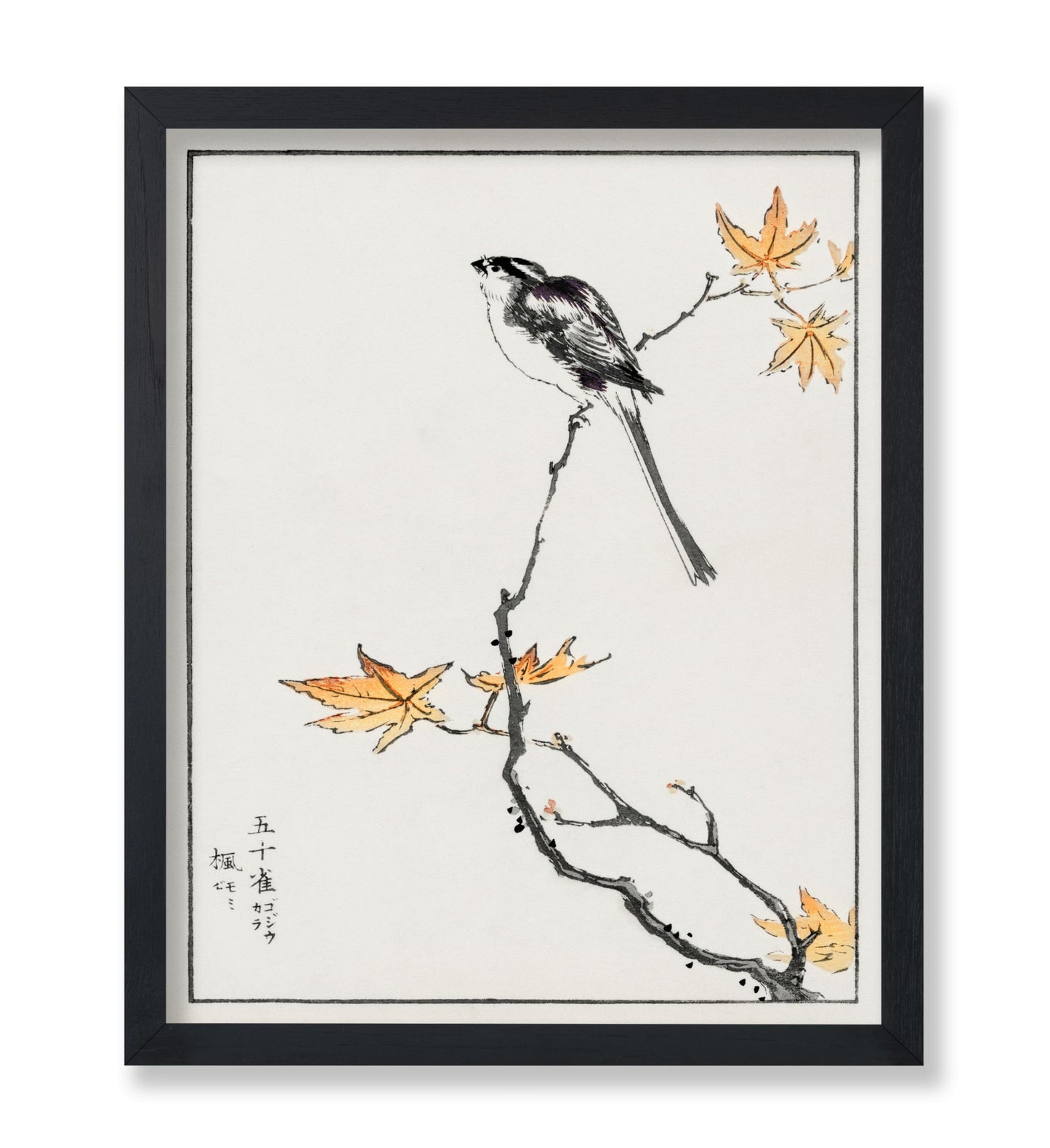 Long-Tailed Tit and Maple Tree