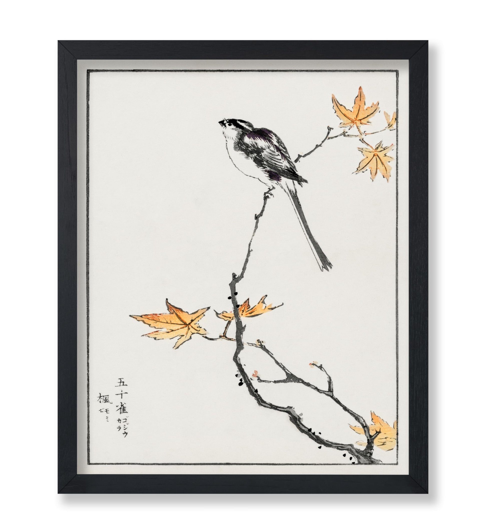 Long-Tailed Tit and Maple Tree
