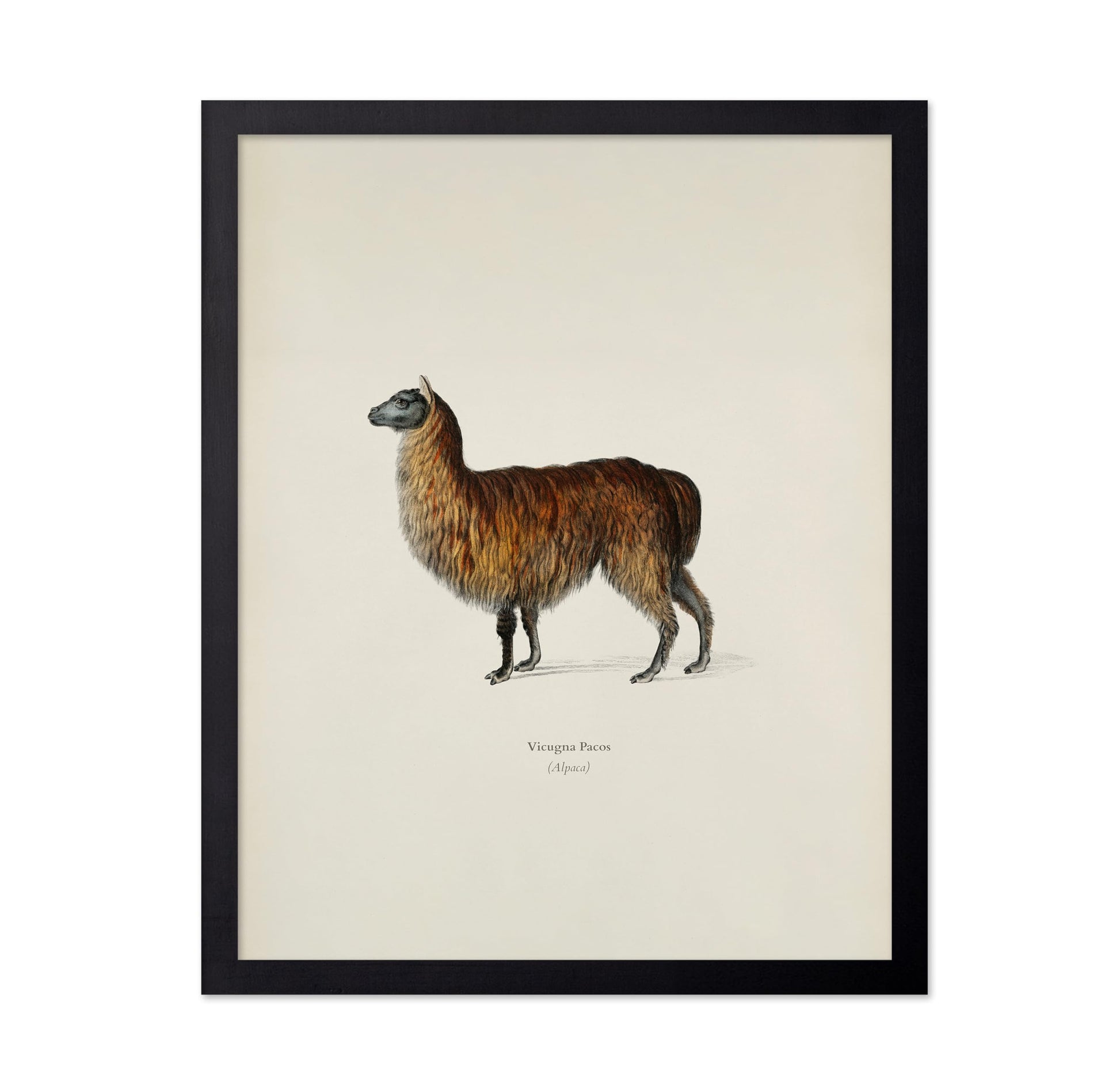 Alpaca Portrait