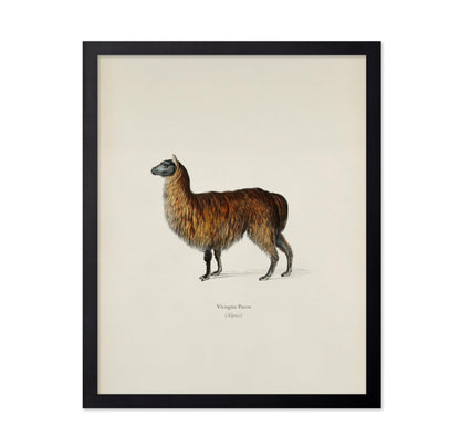 Alpaca Portrait