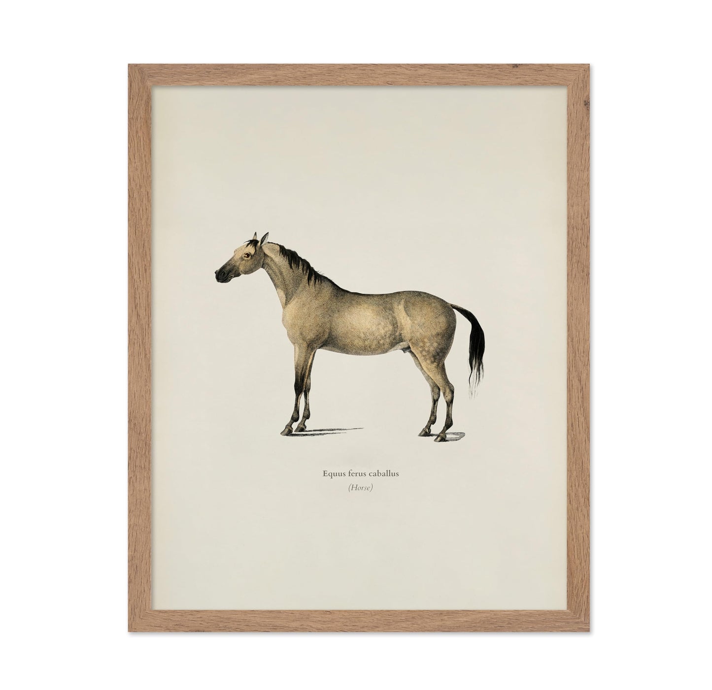 Horse Portrait No3