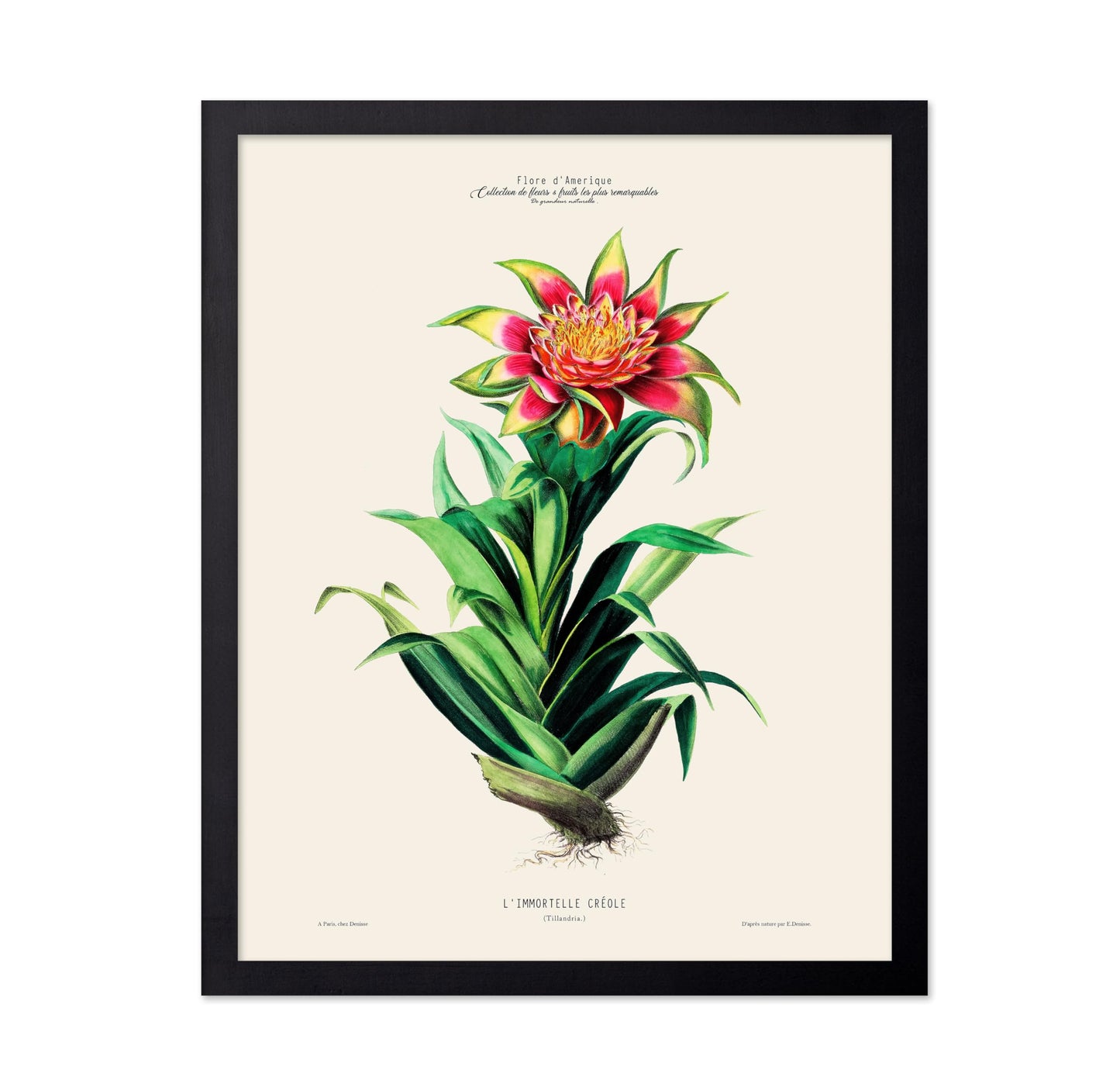Air Plant
