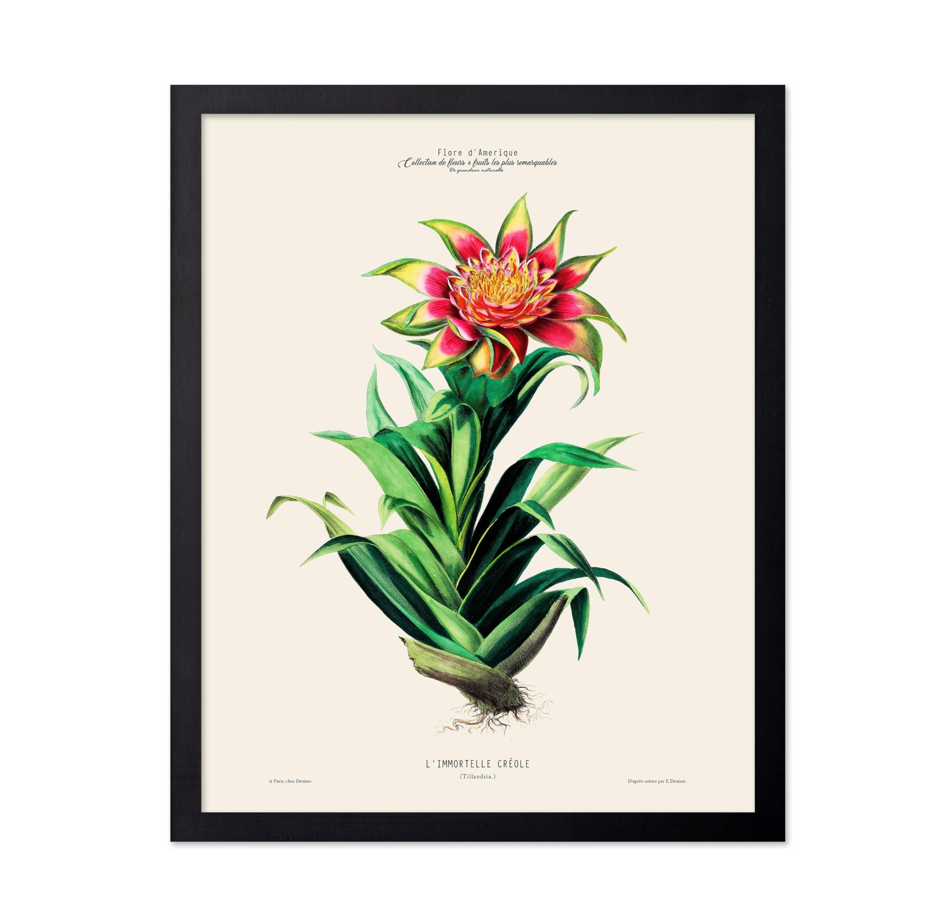 Air Plant