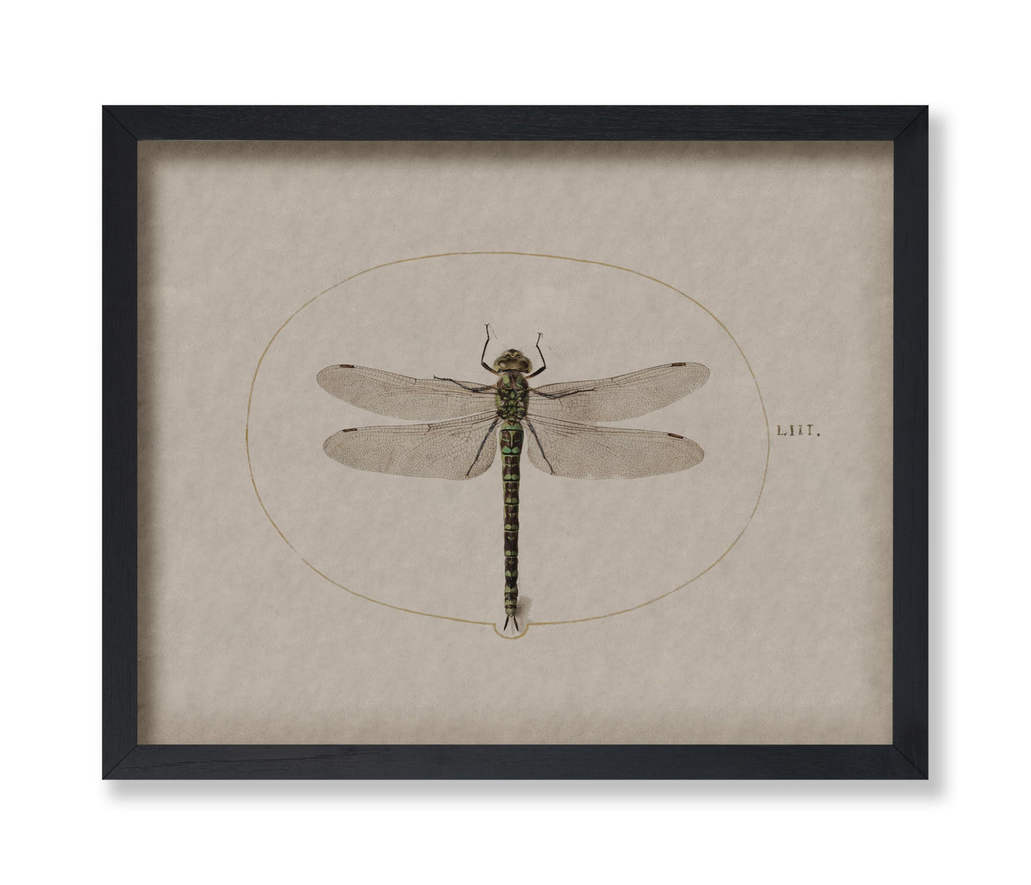 Dragonfly