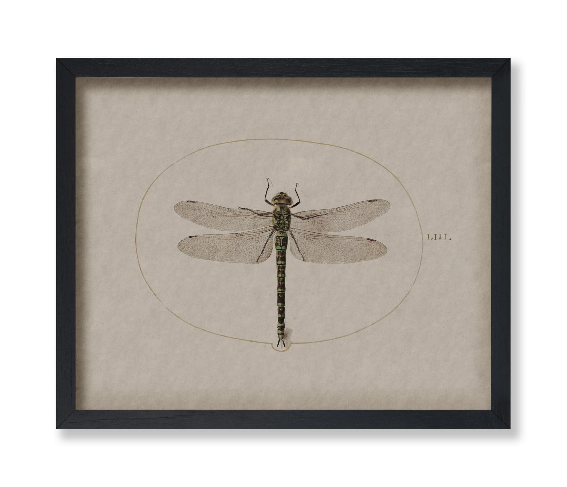 Dragonfly