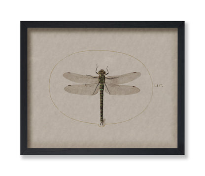 Dragonfly