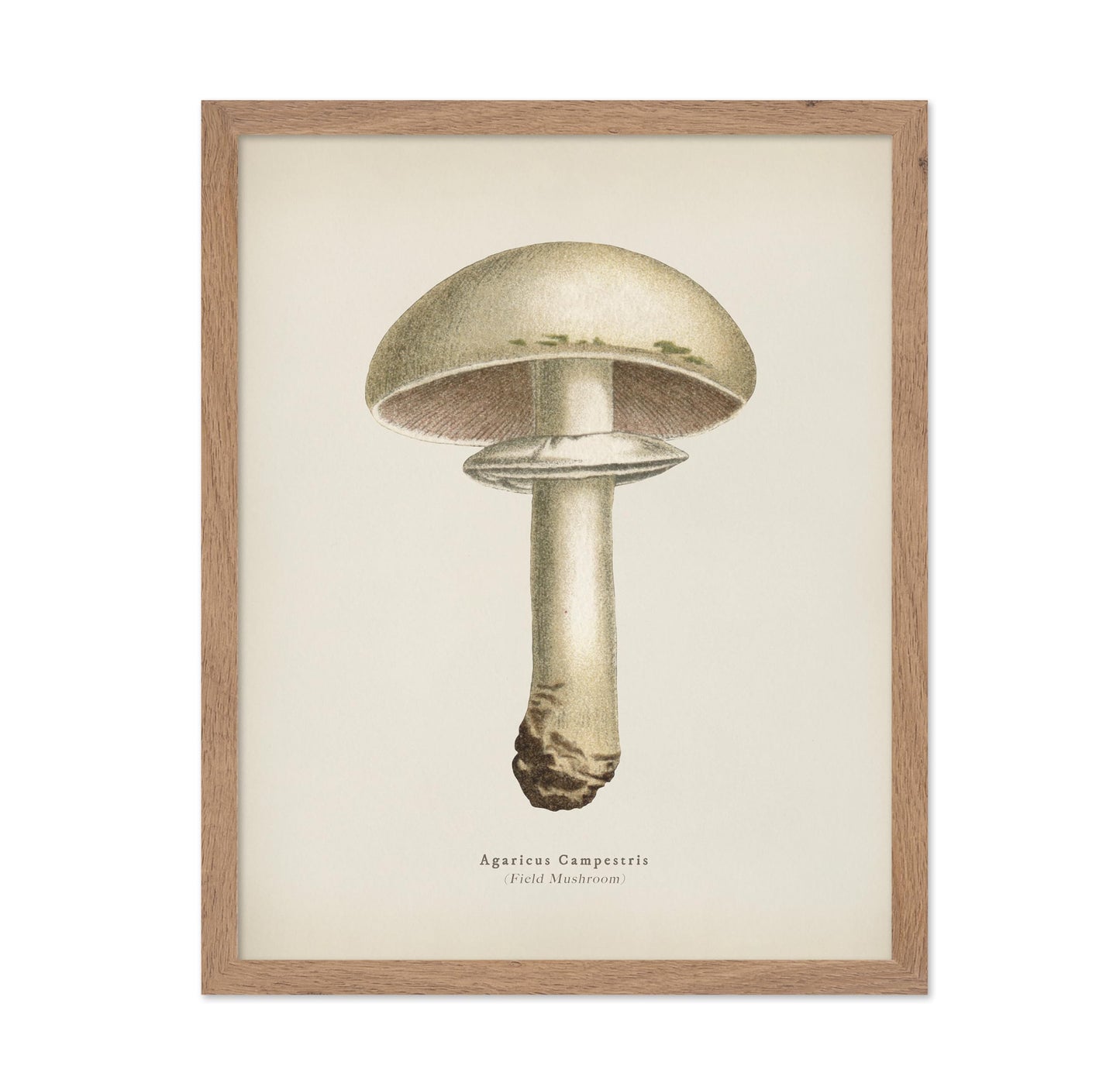 Field Mushroom