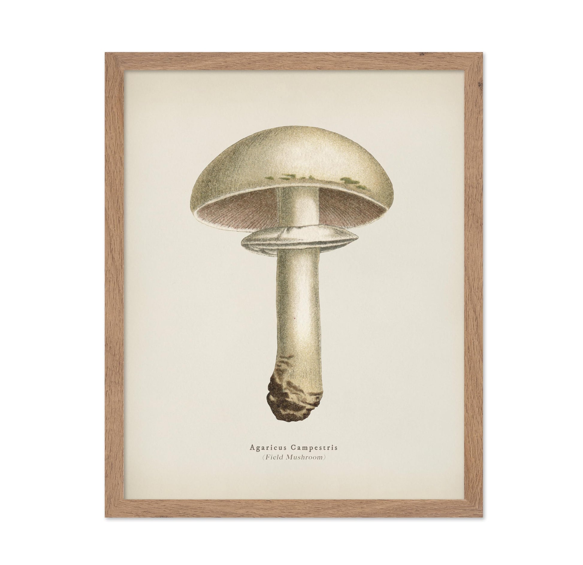 Field Mushroom