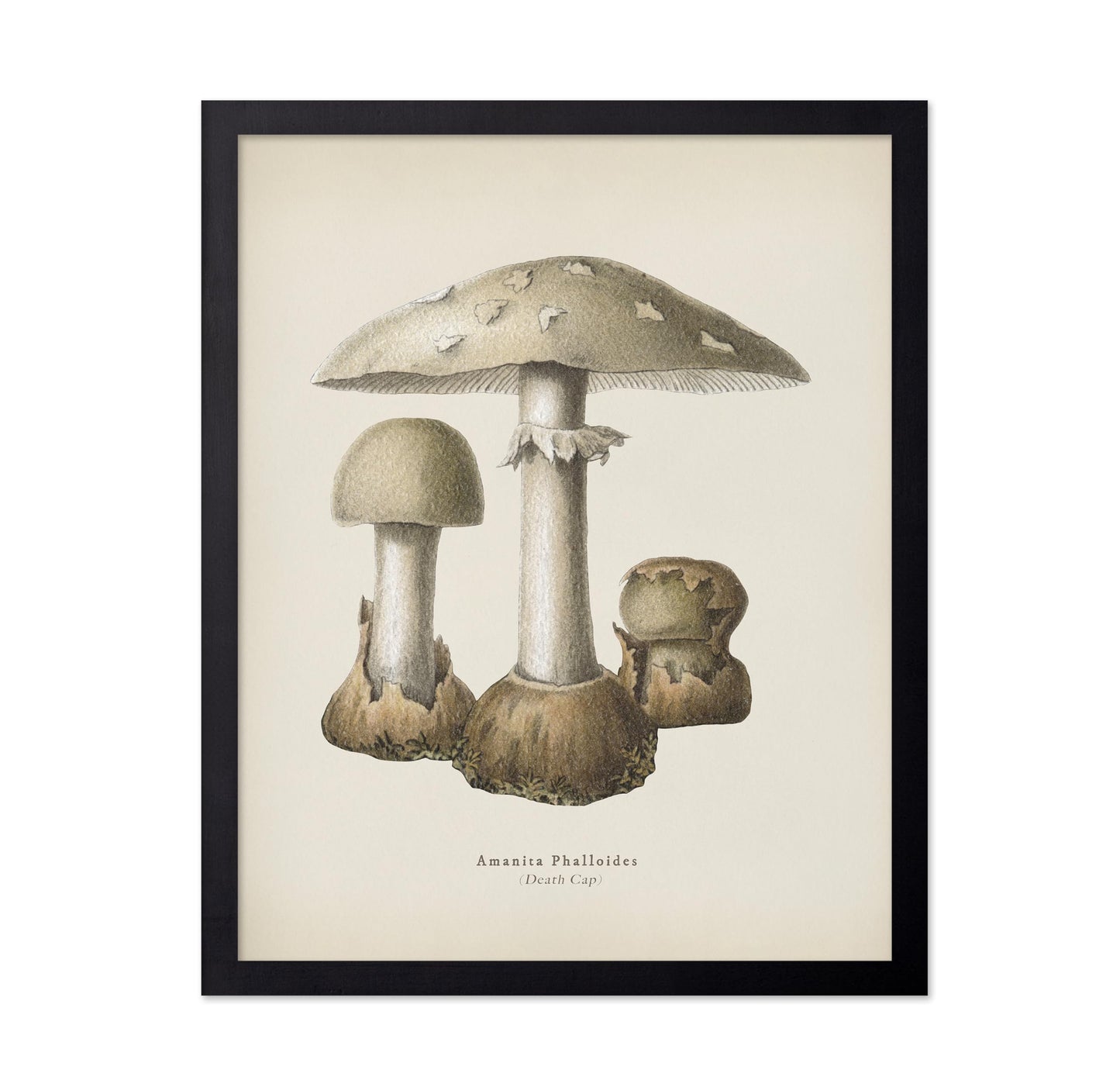 Death Cap Mushroom No1