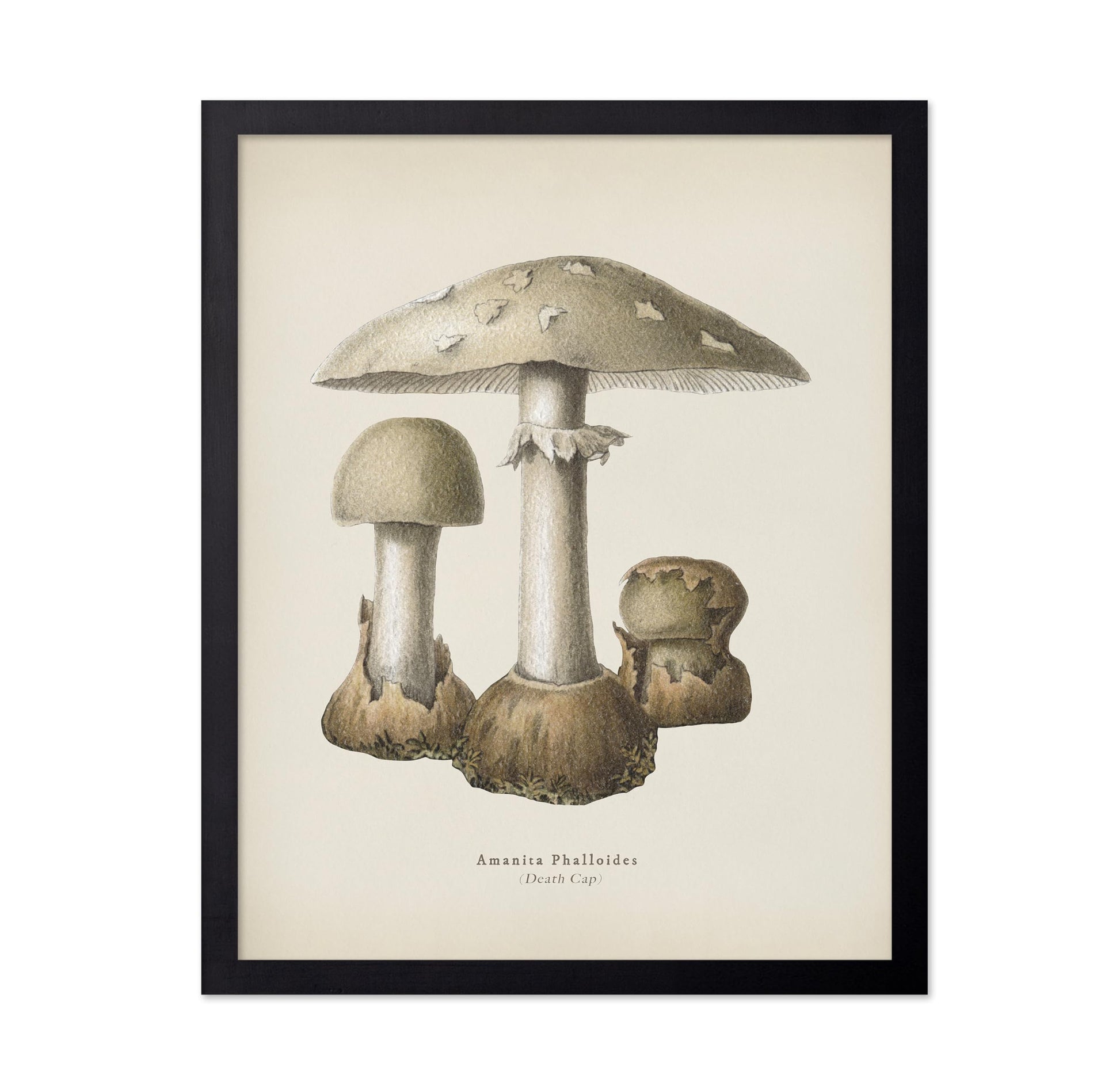 Death Cap Mushroom No1