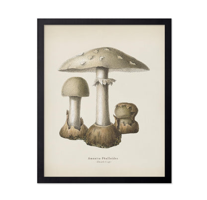 Death Cap Mushroom No1
